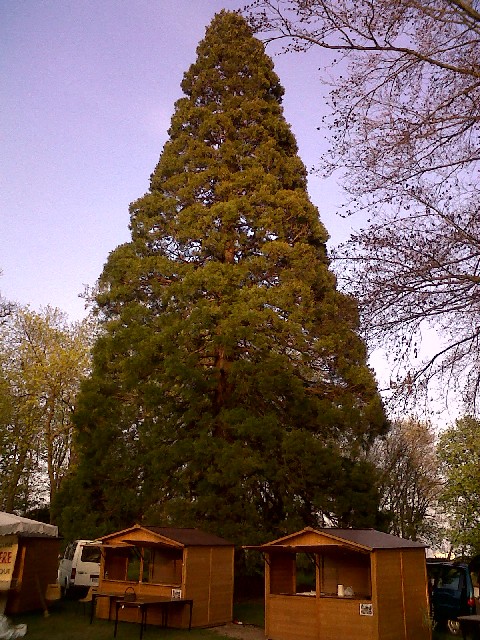 Séquoia géant à la Chapelle Royale de Dreux