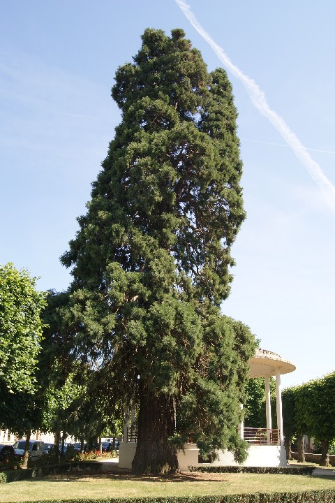 Séquoia géant à Dreux