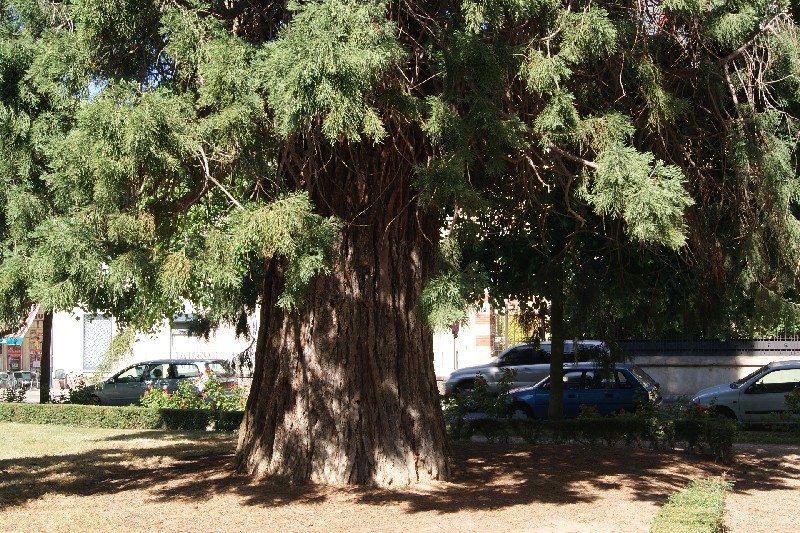 Séquoia géant à Dreux