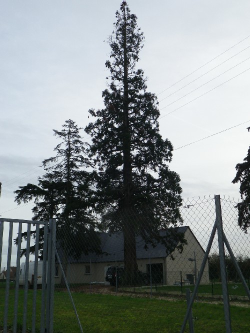 Séquoia géant à Druye