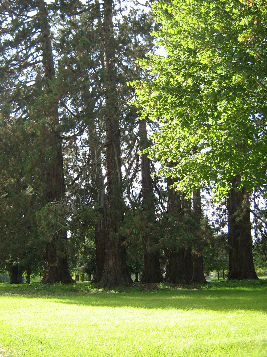 Séquoias géants à Farges Allichamps