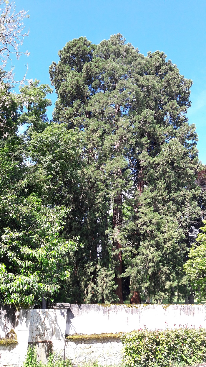 Séquoias géants à Herry