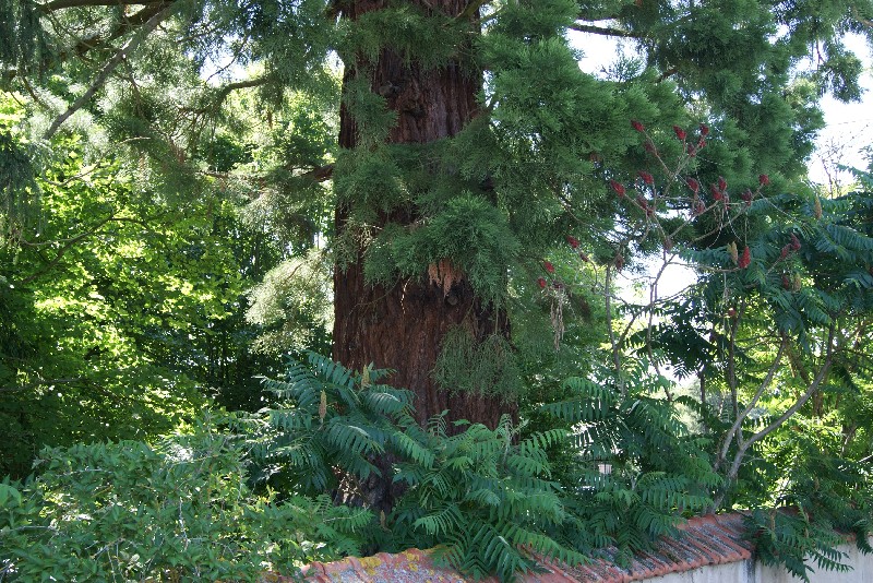 Séquoia géant à La Chapelle Montlinard