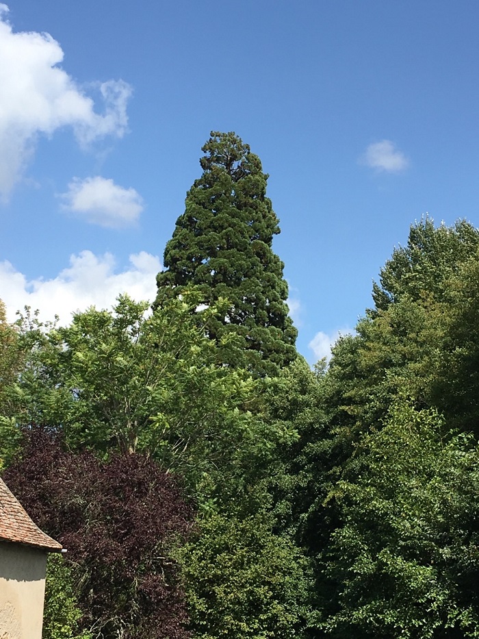Séquoia géant à Lignières