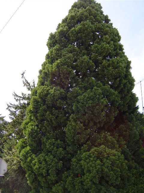 Séquoia géant à Marchezais