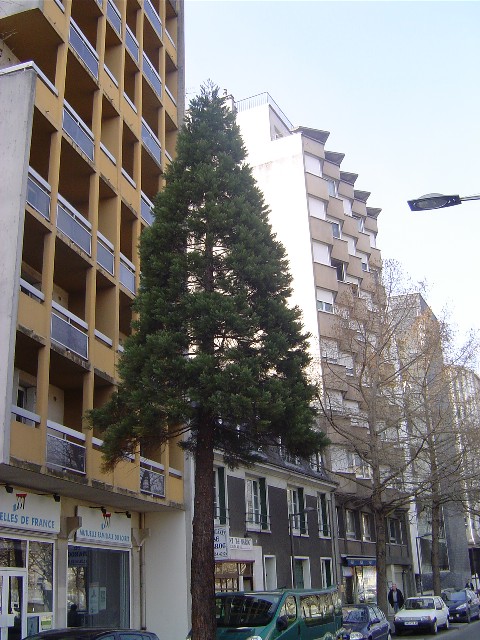 Séquoia géant au numéro19