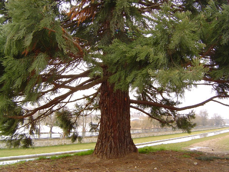 Séquoia géant  en bord de Loire