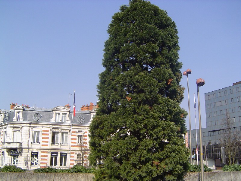 Séquoia géant Boulevard de Verdun