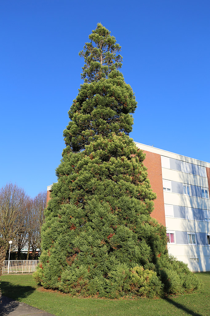 Séquoia géant à Pithiviers