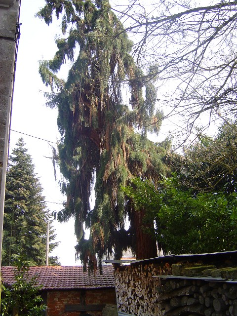 Séquoia géant abimé par la foudre