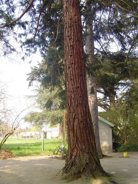 Séquoia géant à Poilly