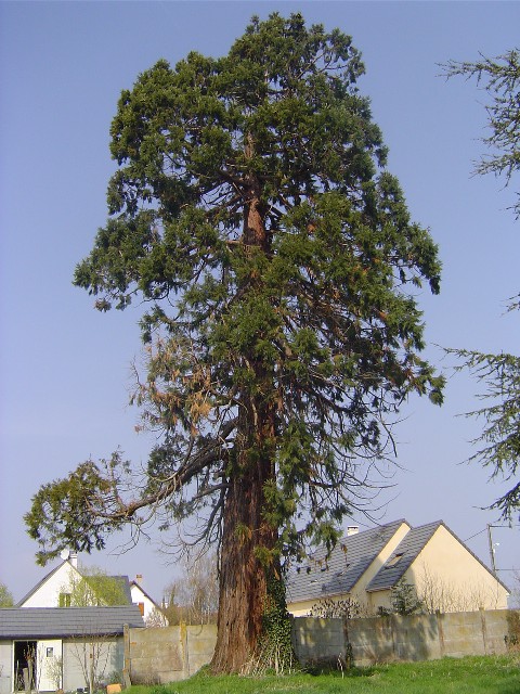 Séquoia géant poilly Lez Gien D-951