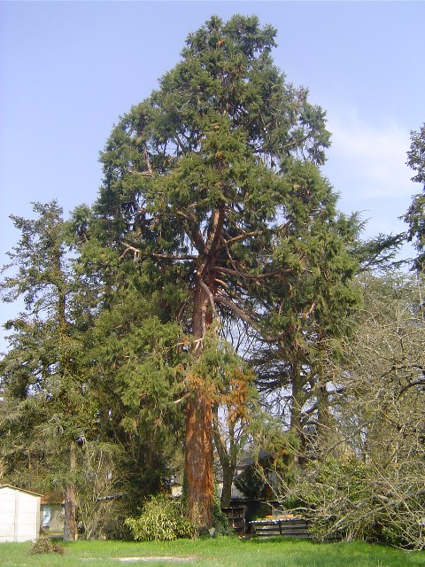 Séquoia à Poilly lez Gien