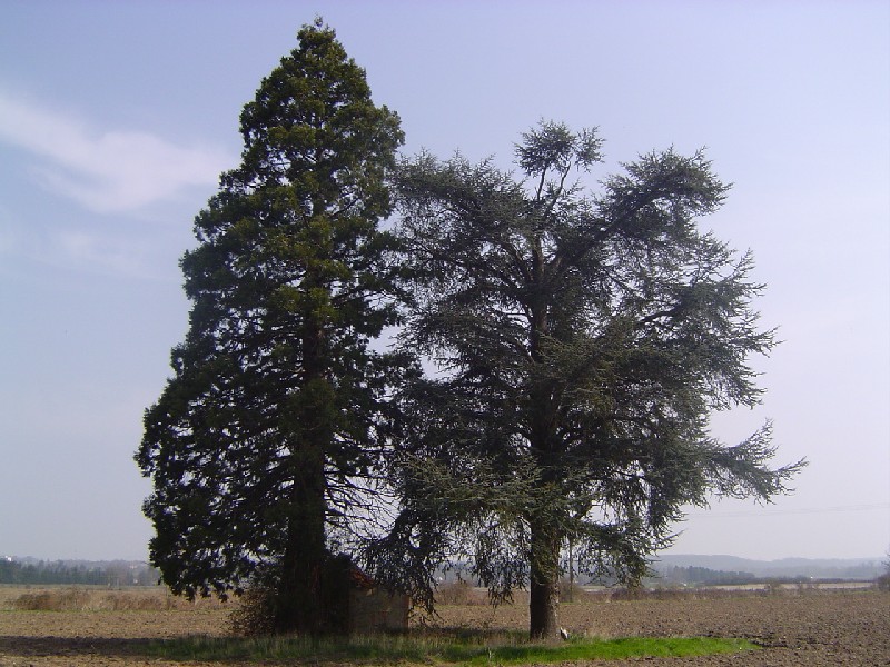 Séquoia géant et cèdre à poilly Lez Gien