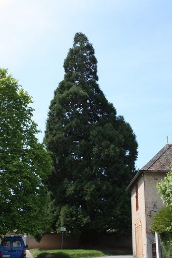Séquoia géant à Savigny-en-Sancerre © Alexandre Morin