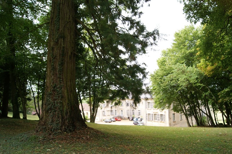 Séquoia géant parc du Château de Beaujeu