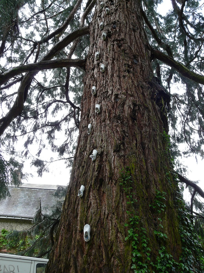 Séquoia géant à St Antoine du Rocher
