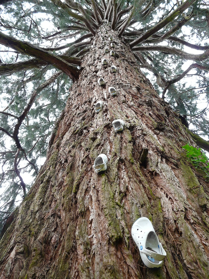 Séquoia géant à St Antoine du Rocher