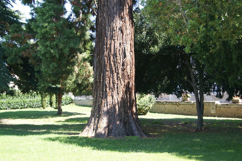 Séquoia géant rue des écoles
