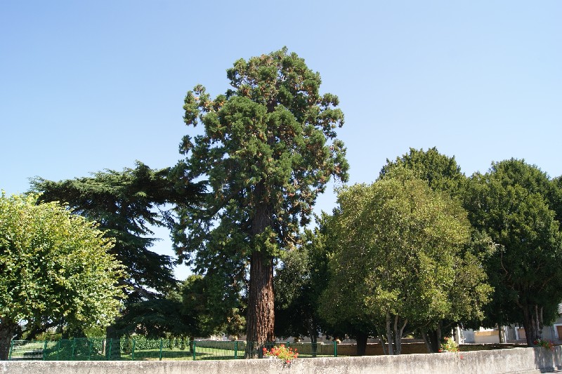 Séquoia géant à St Aubin le Dépeint