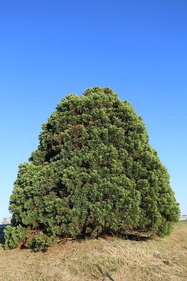 Séquoias géants le long de l’autoroute A-77 