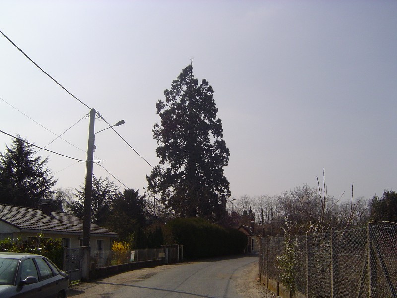 Séquoia géant rue de l'ile de Corse