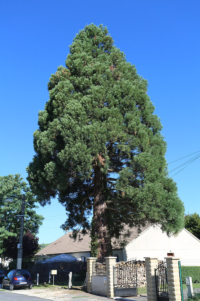 Séquoia géant à St Satur