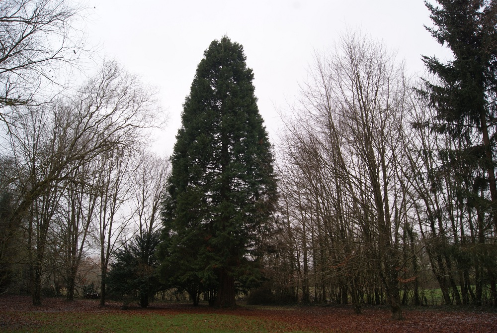 Séquoia géant à Sury-en-Vaux