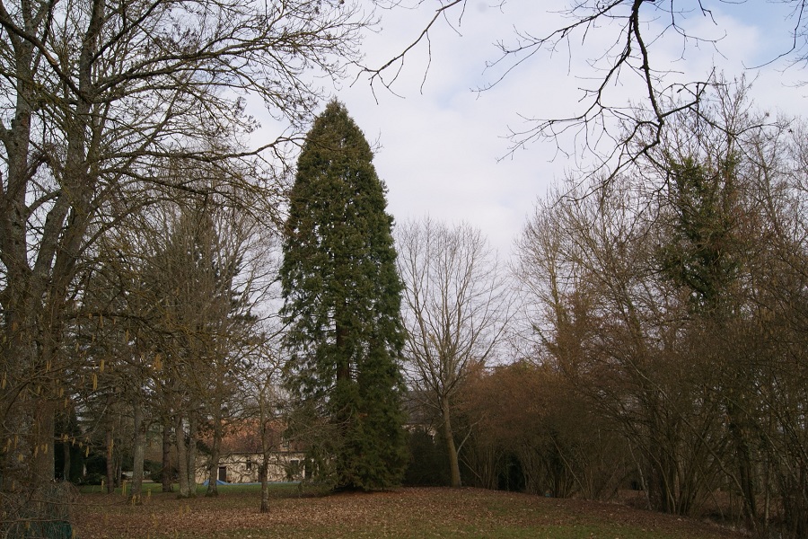 Séquoia géant à Thauvenay