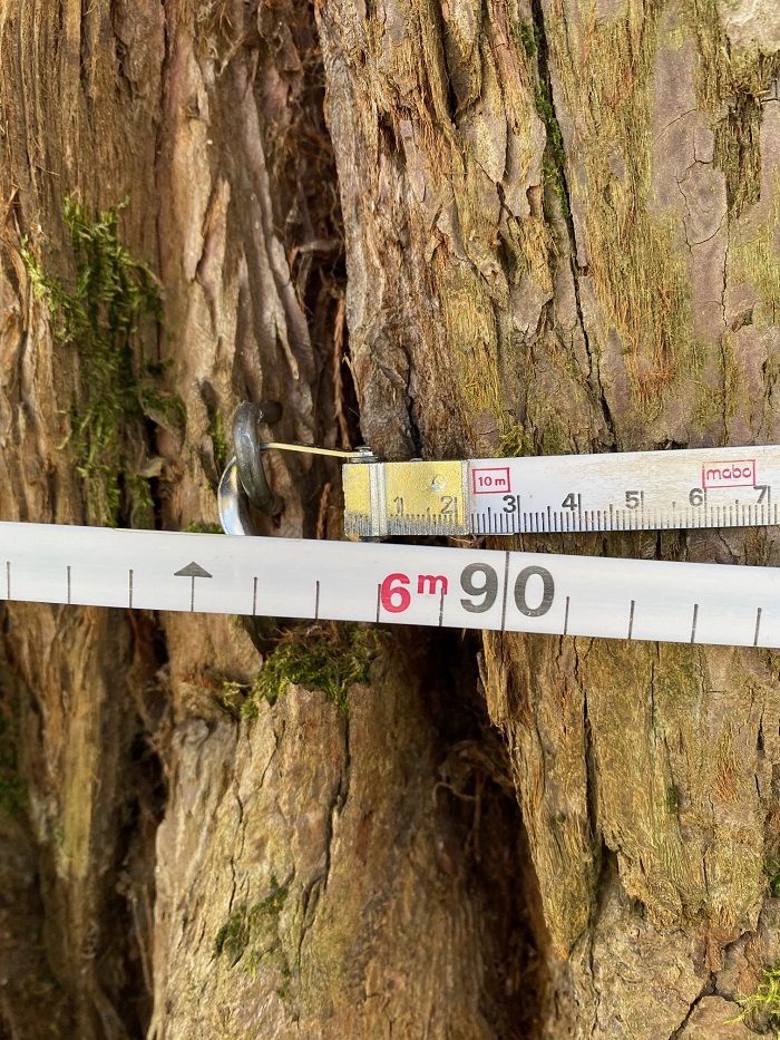 Séquoia géant à Buzancy