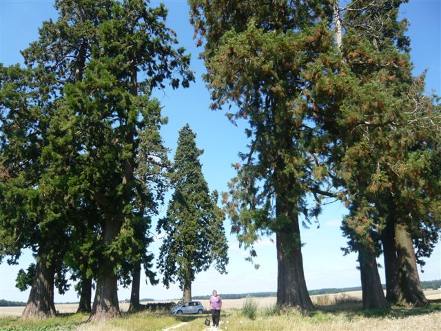 Séquoias géants à Lachy
