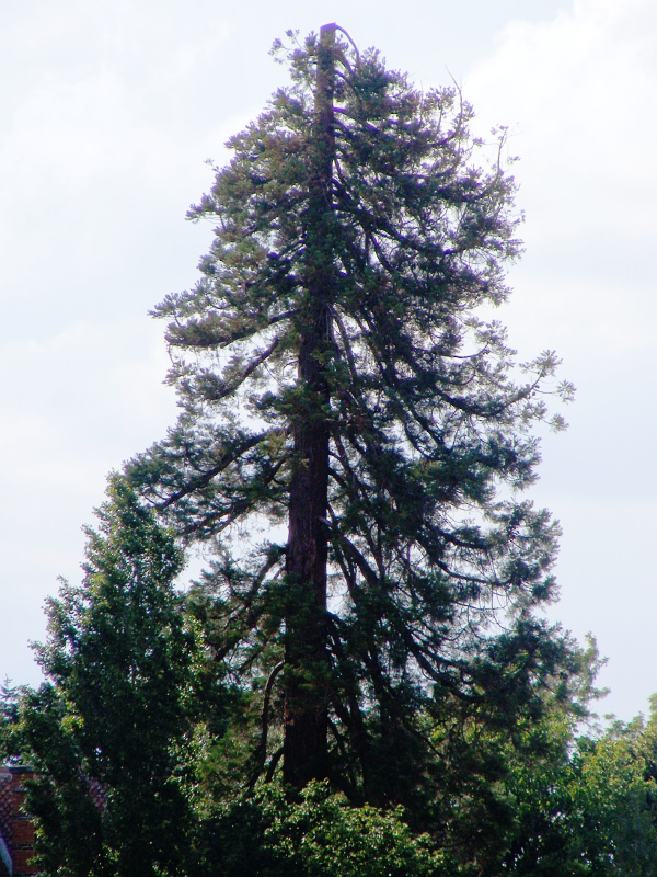 Séquoia géant à Lusigny sur Barse