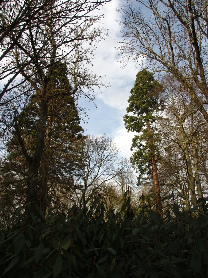 Séquoias géants à Reims
