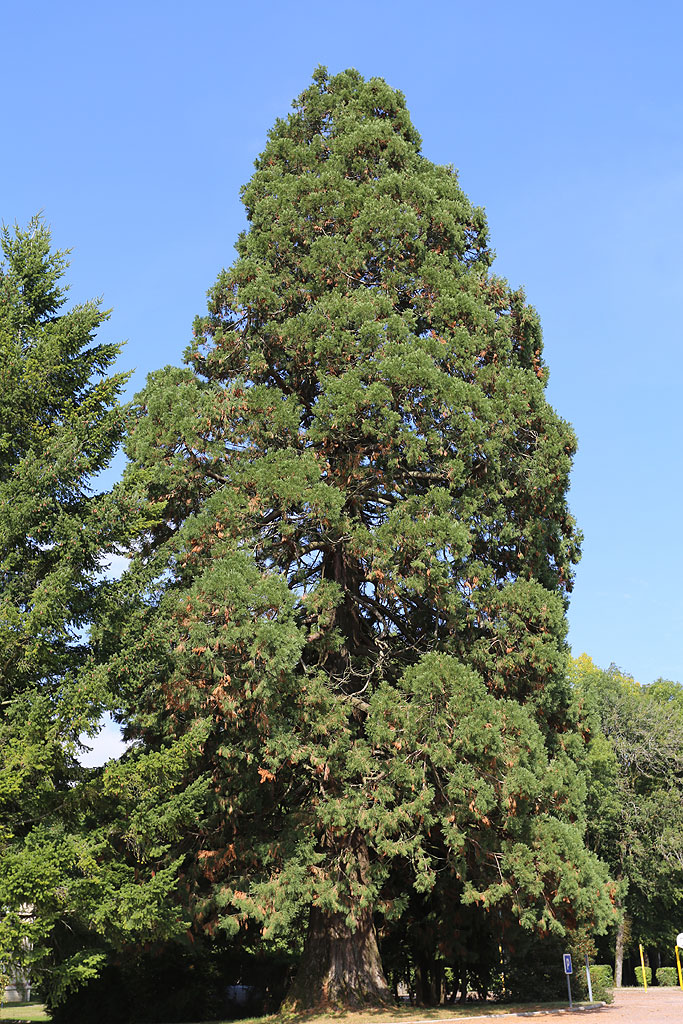 Séquoia géant à Val de Meuse