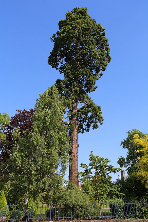  séquoia géant à Vitry le François