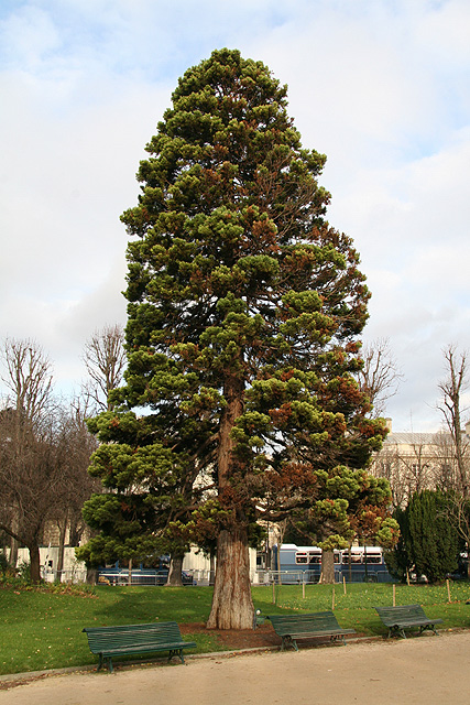 Séquoia géant, avenue des Champs-Elysées ©Stphane Sudre