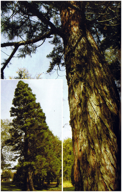 Séquoiadendron giganteum  Colmar