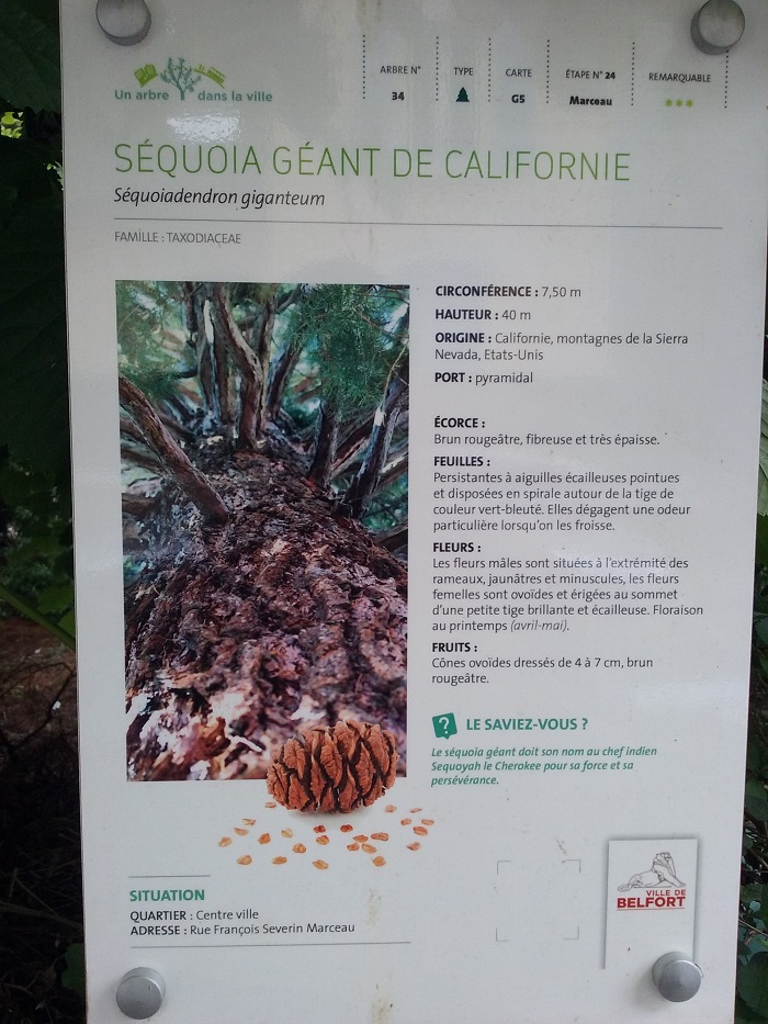 Séquoia géant à Belfort