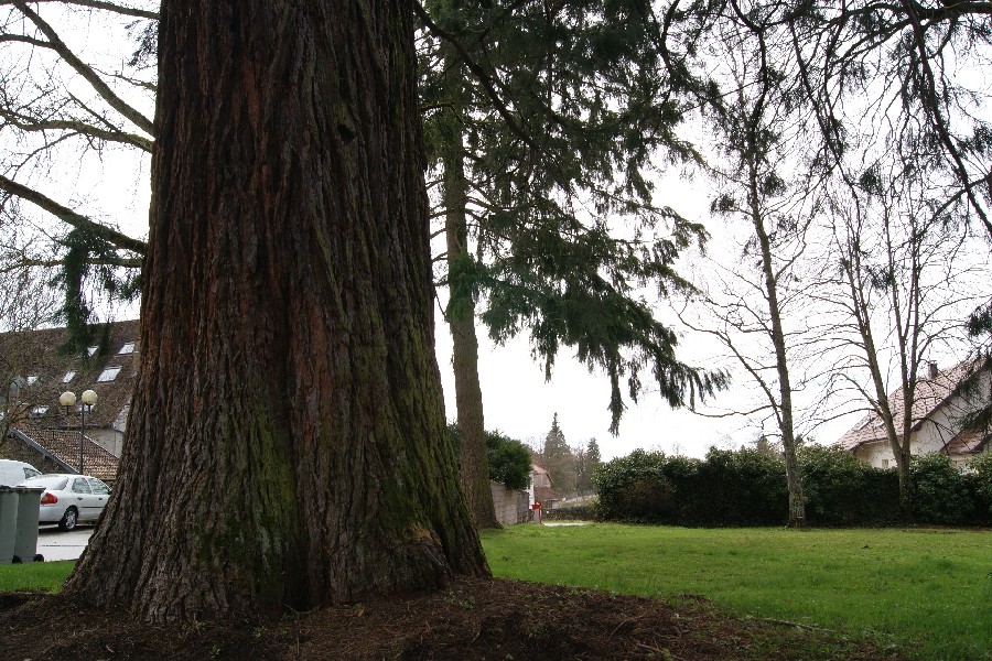 Séquoia géant à Dampierre