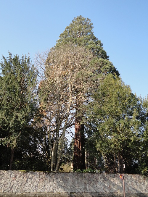 Séquoia géant à Dole