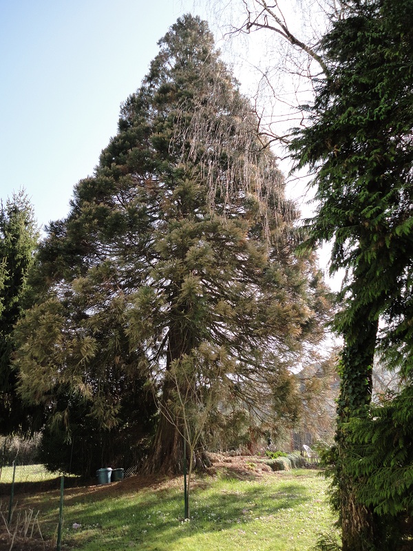 Séquoia géant à Dole