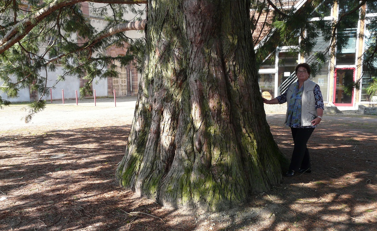 Séquoia géant à Grandvillars
