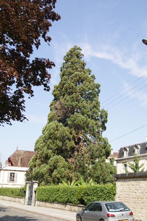 Séquoia géant à Lons le Saunier