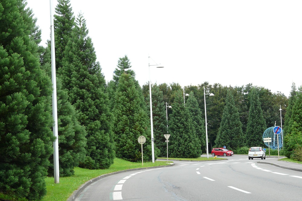 Séquoias géants à Montbéliard