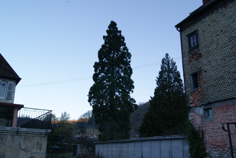 Séquoia géant avenue Aristide Briand à Salins les Bains