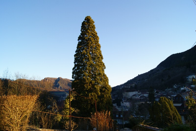 Séquoia géant chemin de la croix Bechet à Salins les Bains