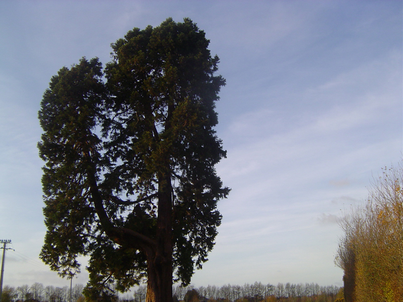 Séquoia géant à Gonneville-sur-Honfleur © Eric Touya