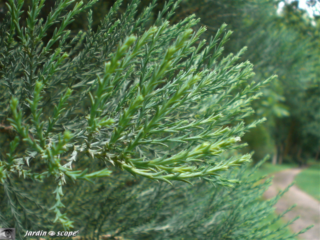 sequoiadendron giganteum: détail du feuillage