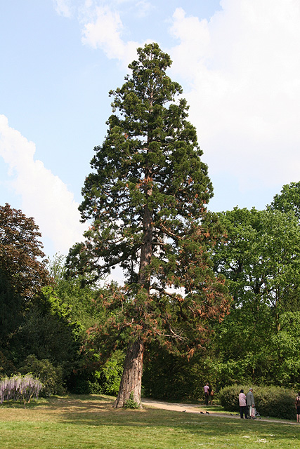 Séquoia géant au parc de Bagatelle ©Stphane Sudre