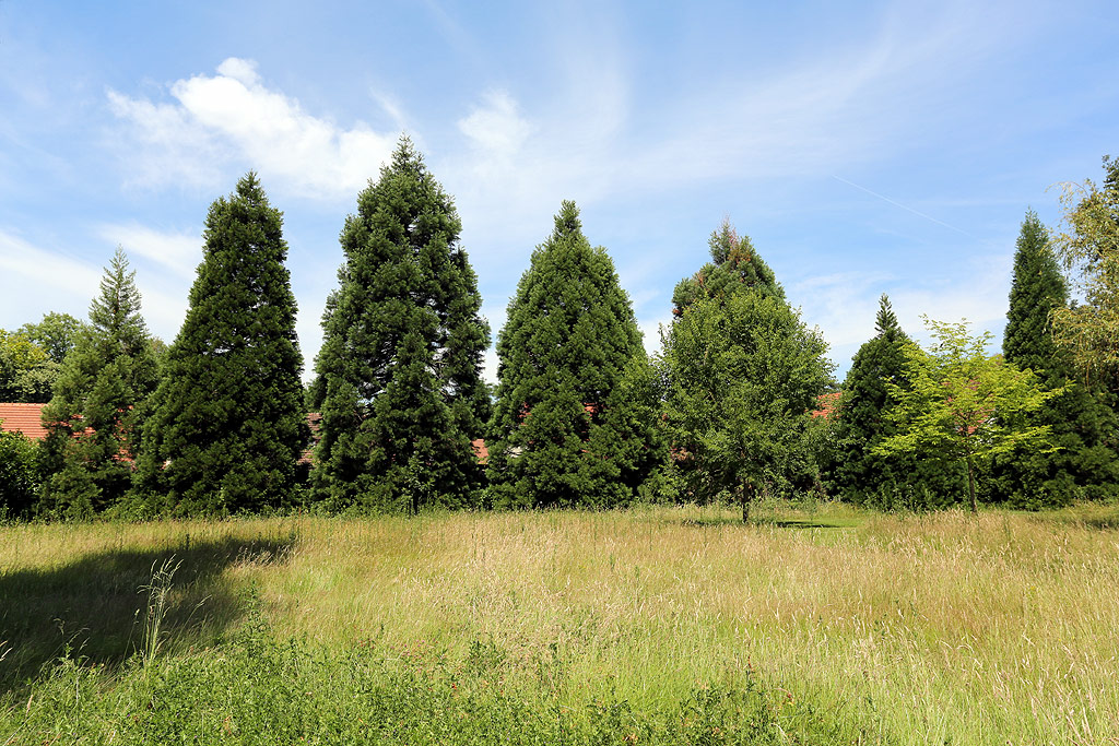 Séquoias géants à Châtelet en Brie